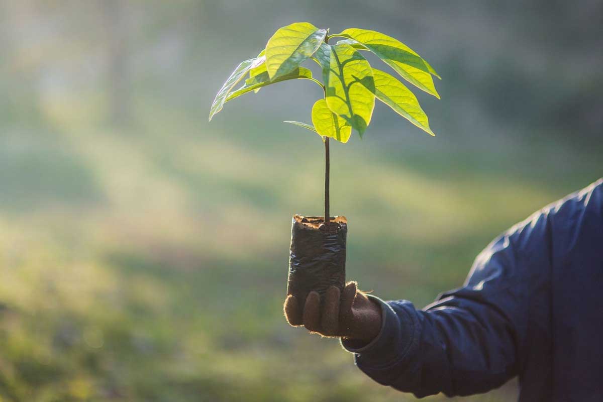 आज चुरे दिवस : एकैदिन एक लाख बोटबिरुवा रोपिँदै