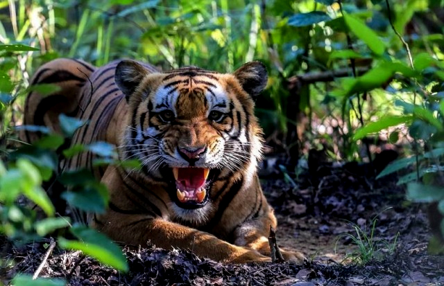 निउरो टिप्न गएकी पूर्व म्यादी प्रहरीमाथि बाघको आक्रमण, अवस्था अज्ञात