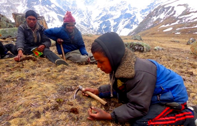 यार्सा सिजन सुरू, विद्यालय सिजन खतम