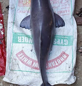 बागमती नदीकाे रौतहट खण्डमा भेटियो डल्फिन