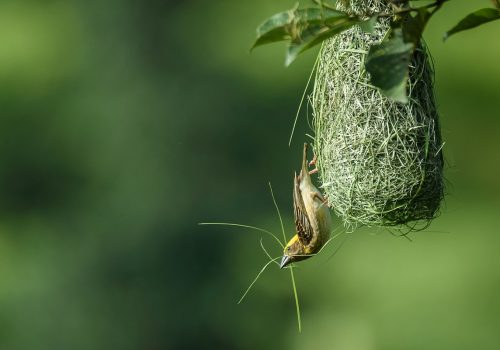 बर्सेनि घट्दै सुनौलो तोप चरा