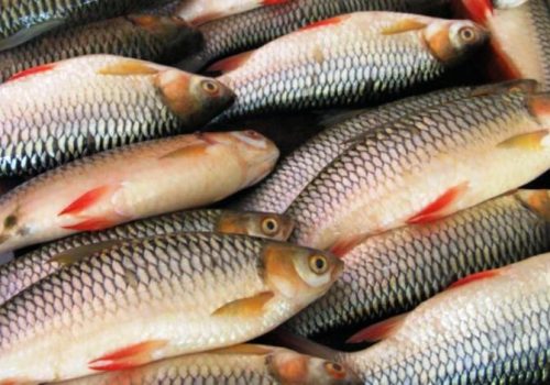 भन्सार छलेर ल्याइएका माछा नष्ट