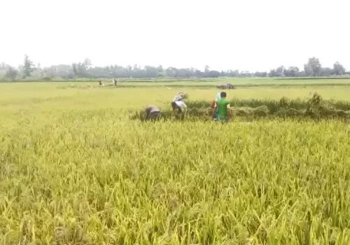 बर्दियाका किसानलाई धान भित्र्याउन चटारो