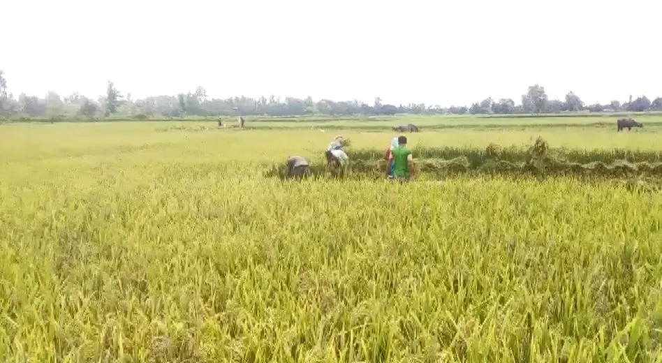 बर्दियाका किसानलाई धान भित्र्याउन चटारो