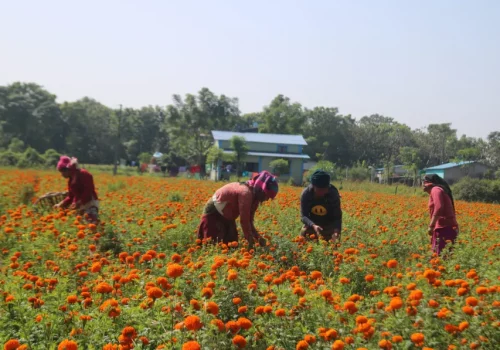 तिहारमा एउटै किसानले बेचे सात लाखको सयपत्री