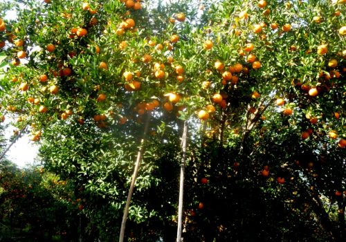 जवाङ गाउँको सुन्तला धादिङ महोत्सवमा ल्याइने