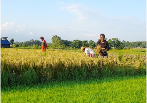 चैतेधानले पायो दोब्बर मूल्य, किसान उत्साहित