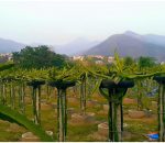 व्यावसायिक रूपमा ड्रागन खेती सुरु