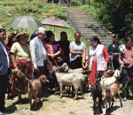 आय आर्जनमा टेवा पु¥याउन नेत्रावतीमा किसानहरुलाई बाख्रा बितरण
