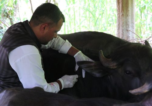 धादिङमा लम्पी स्किन रोग नियन्त्रणका गर्न निःशुल्क खोप अभियान