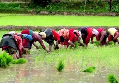 हालसम्म २७ प्रतिशत रोपाइँ