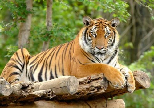 गत आवमा चितवनमा जङ्गली जनावरको आक्रमणबाट १२ जनाको मृत्यु