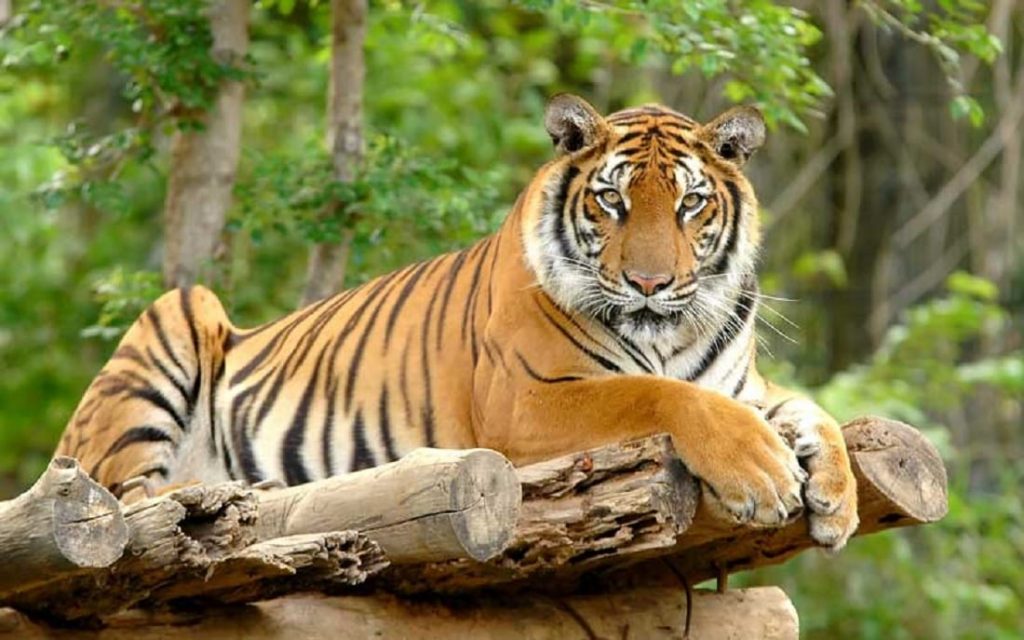 विश्व बाघ दिवस : बाघको सङ्ख्या बढेर तेब्बर, व्यवस्थापनमा चुनौती