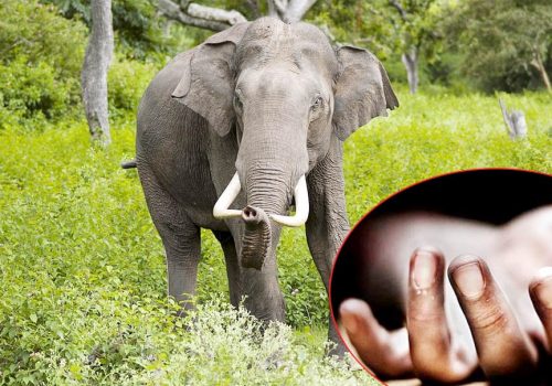 चितवनमा जङ्गली जनावरको आक्रमणबाट १२ जनाको मृत्यु