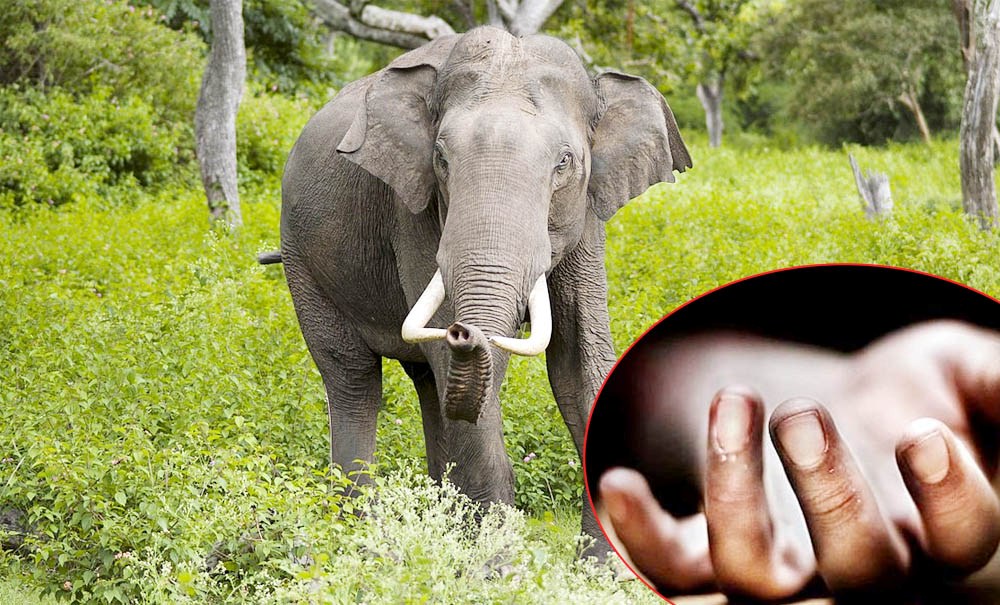 चितवनमा जङ्गली जनावरको आक्रमणबाट १२ जनाको मृत्यु