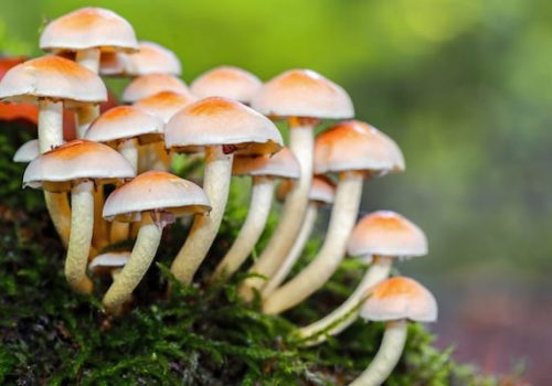 जङ्गली च्याउ खाँदा दुईजनाको मृत्यु