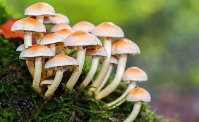 जङ्गली च्याउ खाँदा दुईजनाको मृत्यु