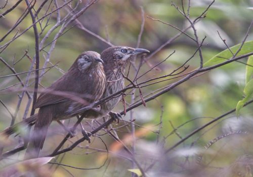 सहश्राब्दी पदमार्गलाई पर्यटकीय गन्तव्य बनाइने