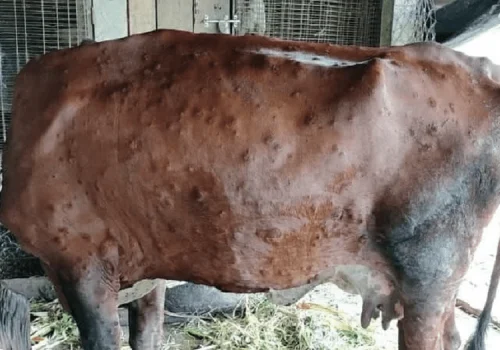 लम्पी स्किन रोगविरुद्धका १० लाख ३७ हजार मात्रा खोप आयात