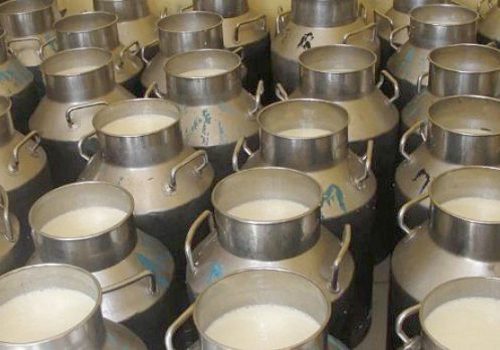 चितवन मिल्क  तङ्ग्रिँदै : दैनिक एक लाख लिटर दूध प्रशोधन