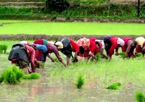 ढिलोगरी मनसुनी वर्षा भएका कारण रोपाइँ गर्न ढिलाइ