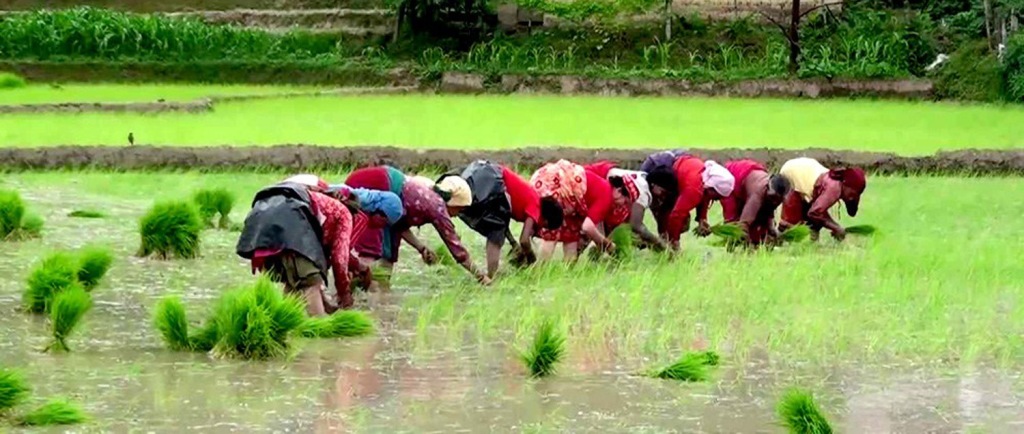 ढिलोगरी मनसुनी वर्षा भएका कारण रोपाइँ गर्न ढिलाइ