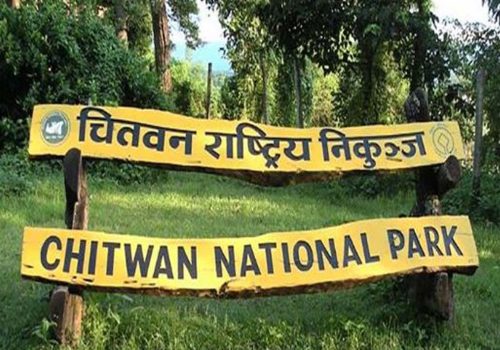 चितवन निकुञ्जभित्र राप्तीमा नयाँ पुल बन्ने