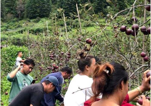 हिमाली जिल्ला मनाङमा किसानले स्याउ टिप्न थाले