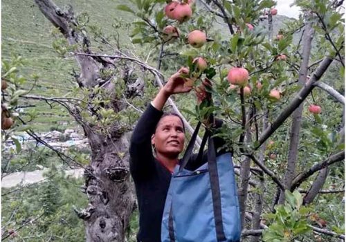 जुम्लाका किसान स्याउ टिप्न व्यस्त