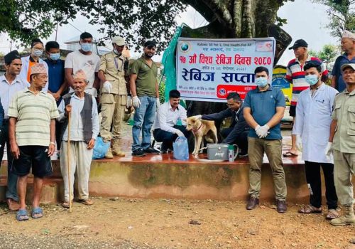 धादिङमा रेविज सप्ताह सुरु, पहिलो दिन ४३ कुकुरलाई एन्टिरेविज खोप लगाइयो