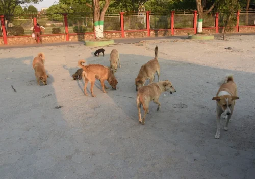 काठमाडौँका करिब छ हजार सामुदायिक कुकुरको बन्ध्याकरण गरिने
