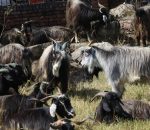 दसैँका लागि बेच्न राखिएको च्याङग्रा