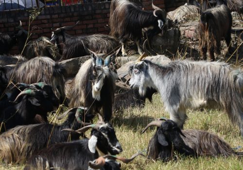 दसैँका लागि बेच्न राखिएको च्याङग्रा