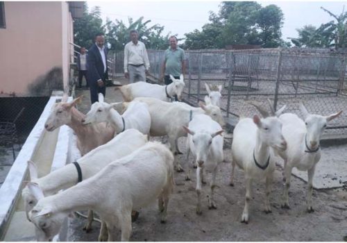 बाख्राको दूधबाट बनेको चिजको माग उच्च