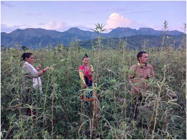 भिण्डीले बजार नपाउँदा किसान चिन्तित