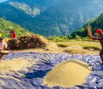 गलकोटका किसानलाई धान भित्र्याउने चटारो
