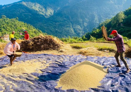 गलकोटका किसानलाई धान भित्र्याउने चटारो