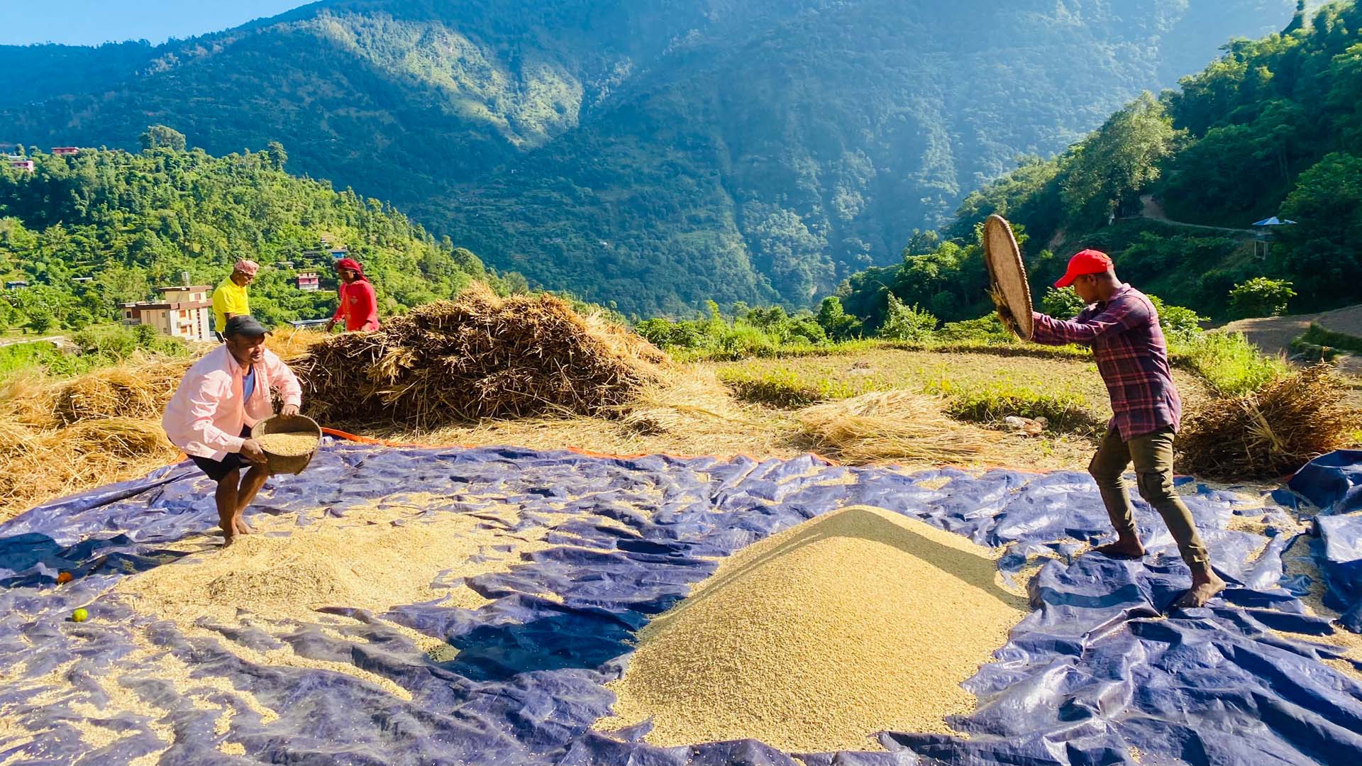 गलकोटका किसानलाई धान भित्र्याउने चटारो