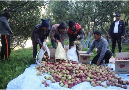 बेमौसमी वर्षाले मुुस्ताङमा स्याउ उत्पादन घट्यो