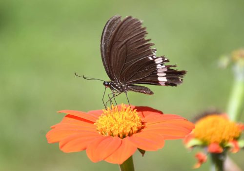 फुलको रस चुस्दै पुतली