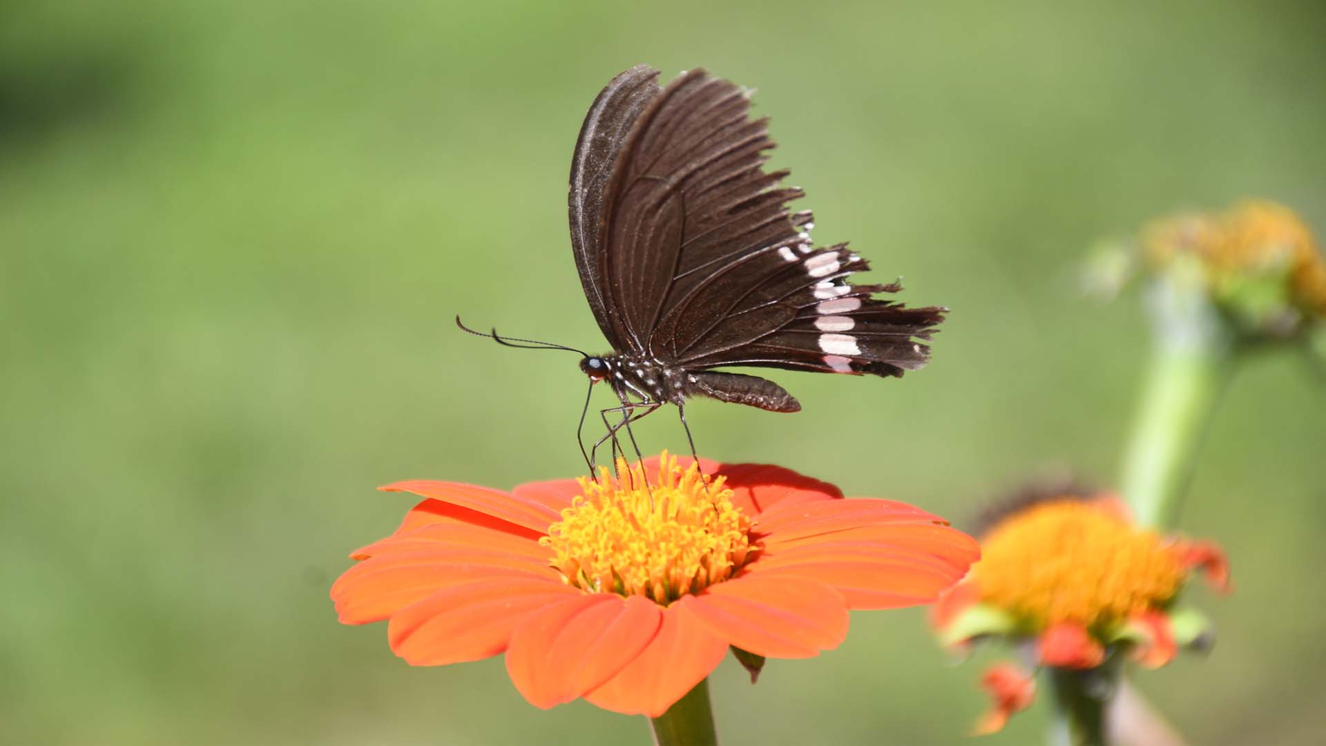 फुलको रस चुस्दै पुतली