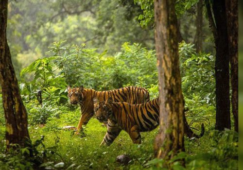 सामुदायिक वनमा बाघको अवस्था बुझ्न क्यामेरा ट्यापिङ सुरु