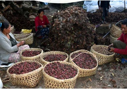 किसानलाई अलैँची भित्र्याउन चटारो