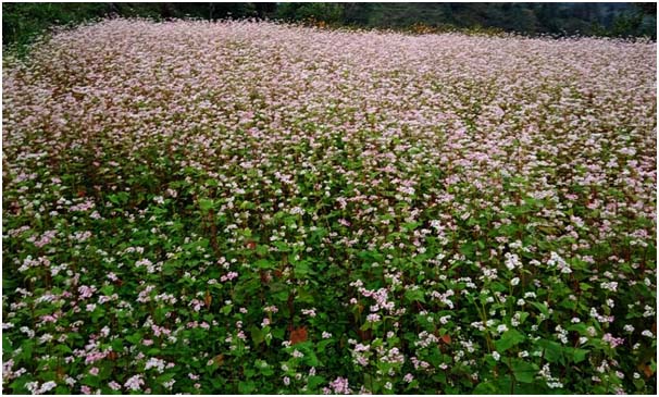 लेकाली खेतीका रूपमा परिचित फापर बाली घट्दै
