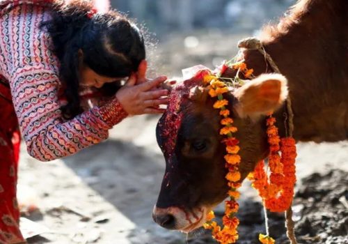 आज तिहारको तेस्रो दिन गाईको पूजा गरिदै