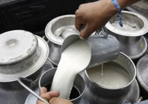 दूध बिक्री नभएपछि किसान चिन्तित
