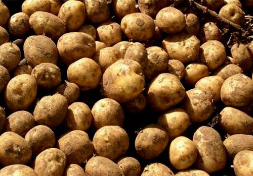 बीउ अभावले गोरखामा आलु उत्पादन कार्यक्रम रोकियो