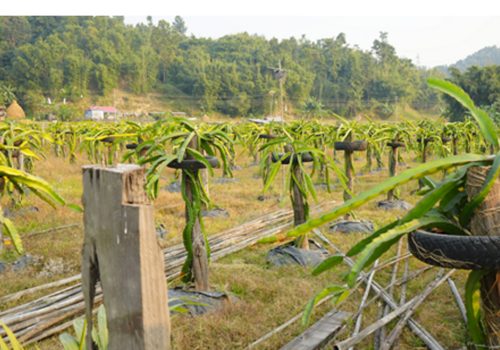 ड्रागन खेतीमा रमाउँदै वडा सदस्य लिम्बू