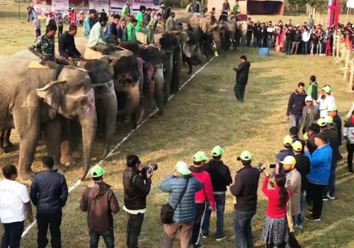 चितवनमा हात्ती महोत्सव पुस १० देखि