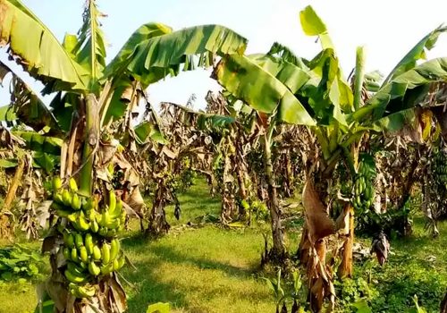 केराखेतीको केन्द्र बन्दै टीकापुर, खेती विस्तारका लागि ६० लाख रुपैयाँ विनियोजन
